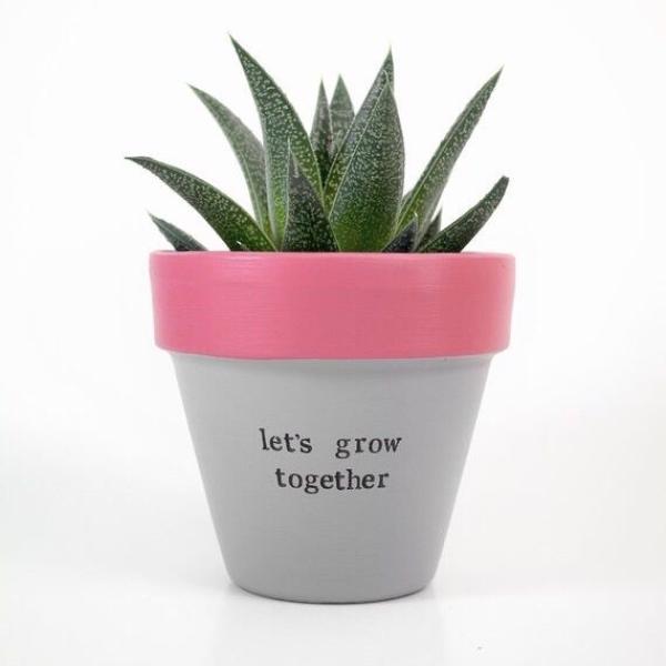 صبار في بوت فخار ملون