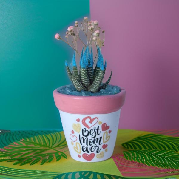 صبار في بوت ملون