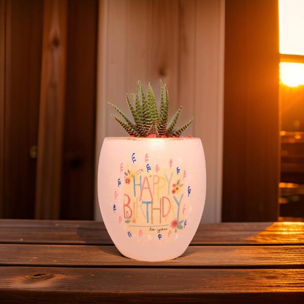 صبار في بوت ملون