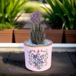 صبار في بوت ملون