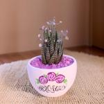 صبار في بوت ملون