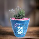 صبار في بوت ملون