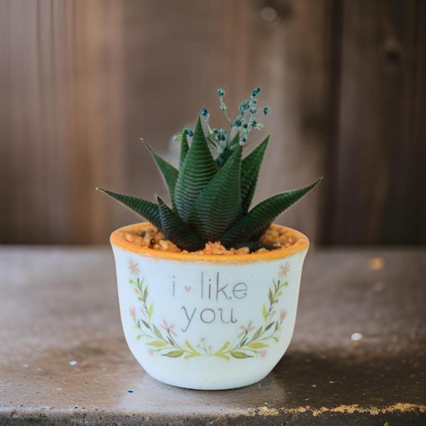 صبار في بوت ملون