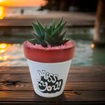 صبار في بوت ملون