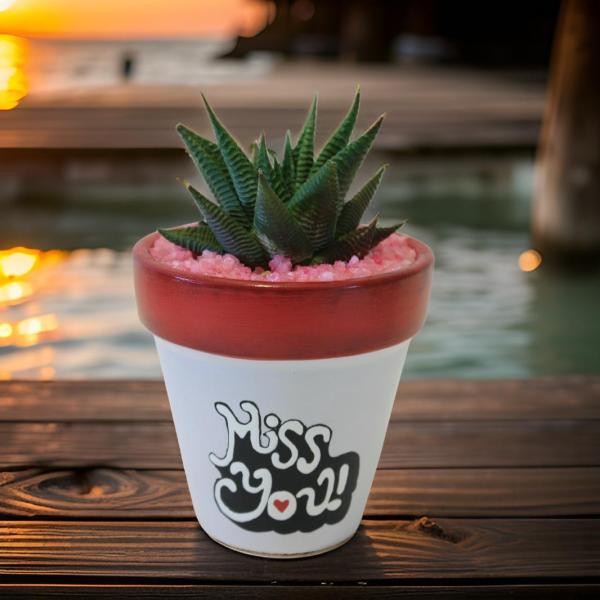 صبار في بوت ملون