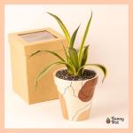 صبار في بوت ملون