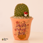 بوت بالصبار الطبيعي