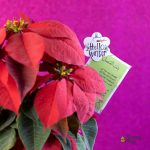 نبات بنت القنصل طبيعي