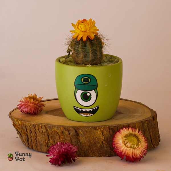 بوت بالصبار الطبيعي