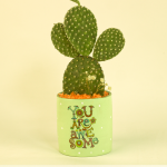 صبار في بوت ملون