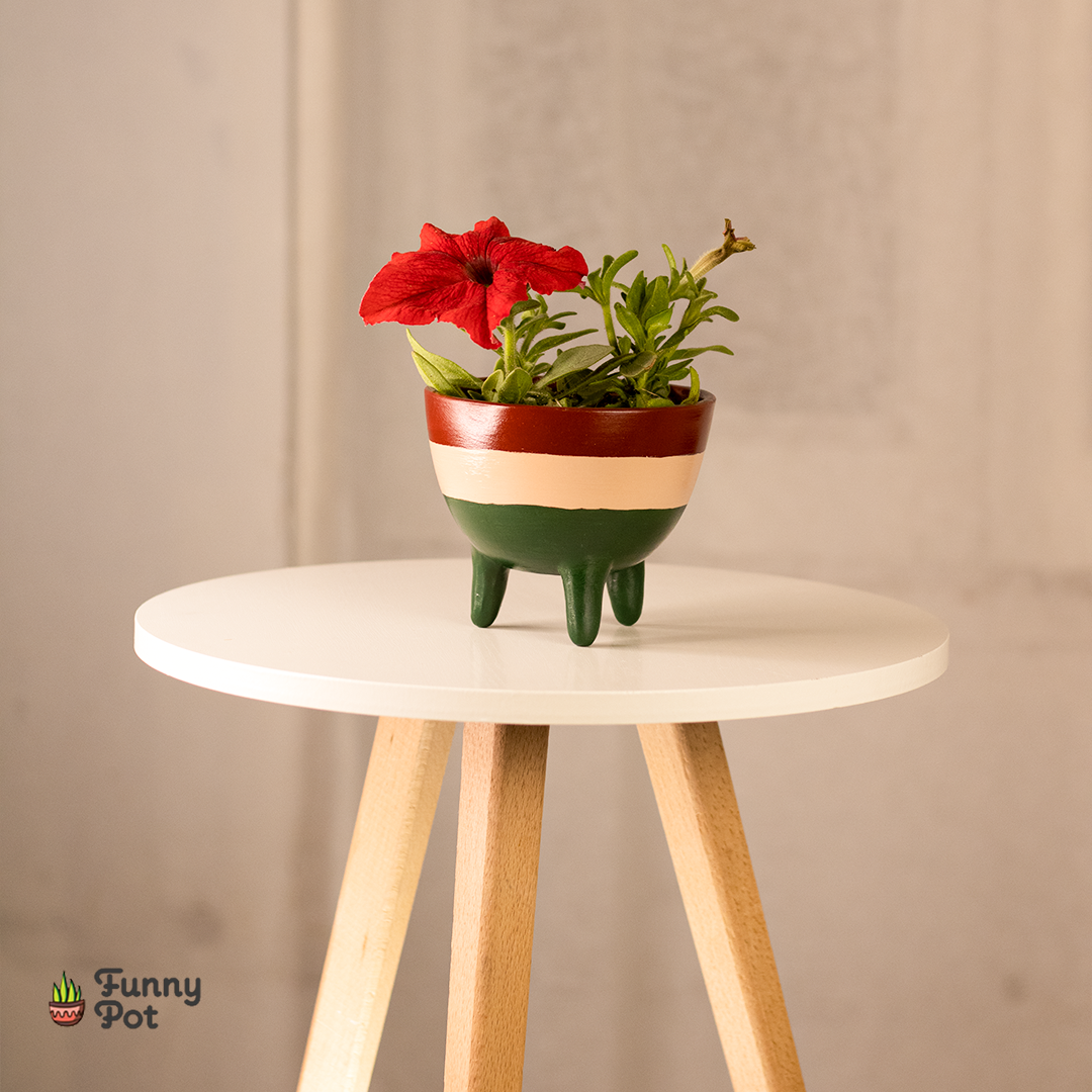 بوت بنبات البتونيا الطبيعي