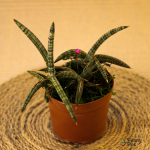 سنسفيريا قلم