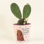 صبار في بوت ملون