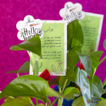 نبات بوتس طبيعي