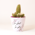 صبار في بوت فخار