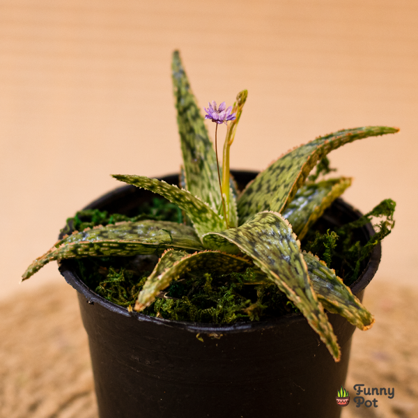 هوراثيا زيبرا