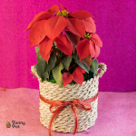 نبات بنت القنصل طبيعي