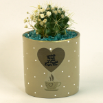 صبار في بوت ملون