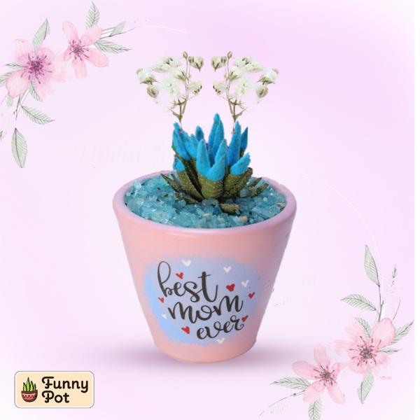 بوت فخار صبار طبيعي