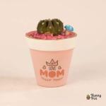 بوت فخار صبار طبيعي