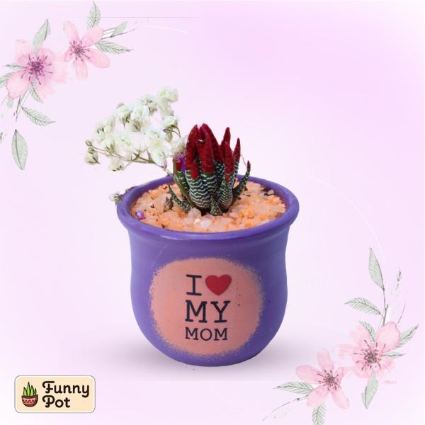 بوت فخار صبار طبيعي