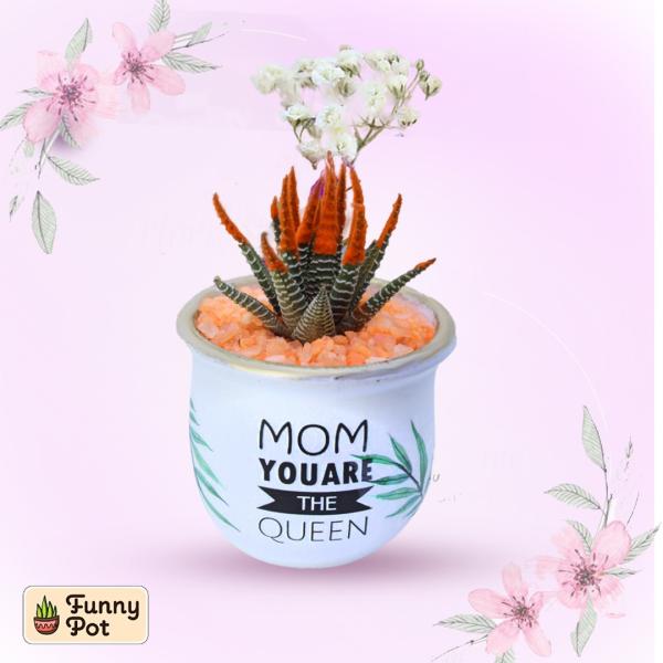 بوت فخار صبار طبيعي