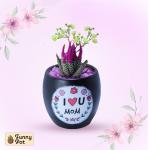 بوت فخار صبار طبيعي