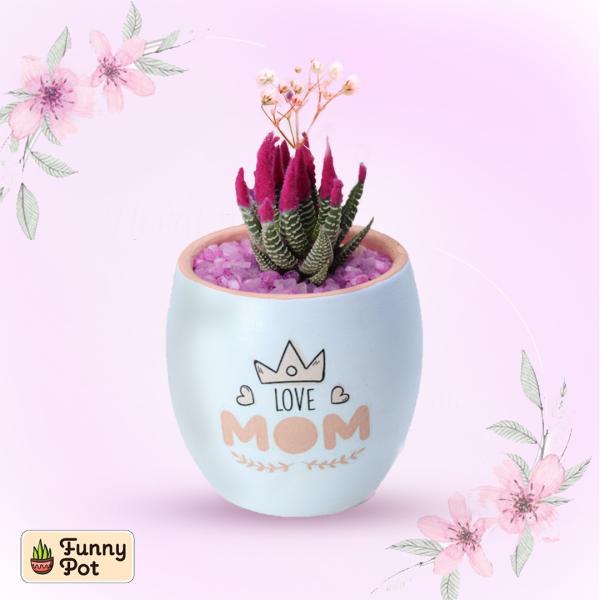 بوت فخار صبار طبيعي