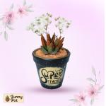 بوت فخار صبار طبيعي