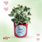 بوت فخار نبات  صناعى