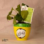 بوت فخار نبات طبيعي