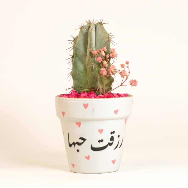 صبار في بوت ملون